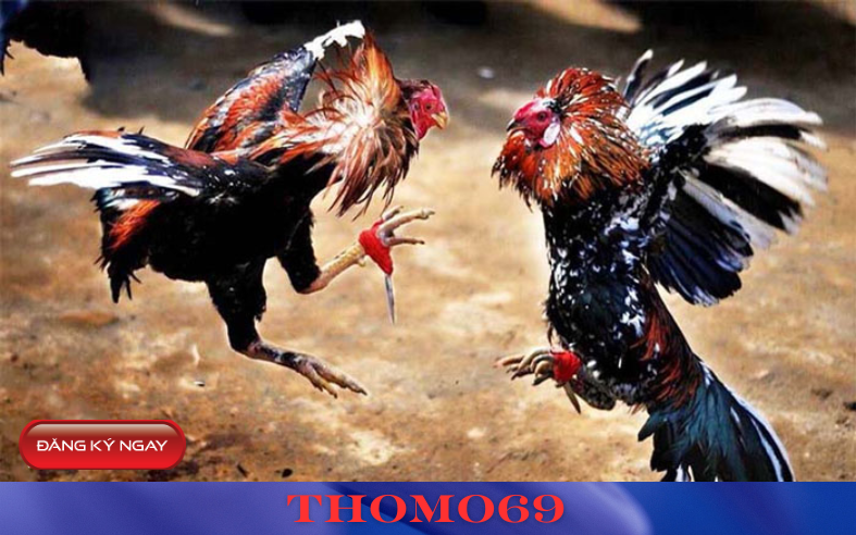 Phân tích chiến lược cá cược – Tối ưu hóa khả năng thắng lớn tại Thomo69