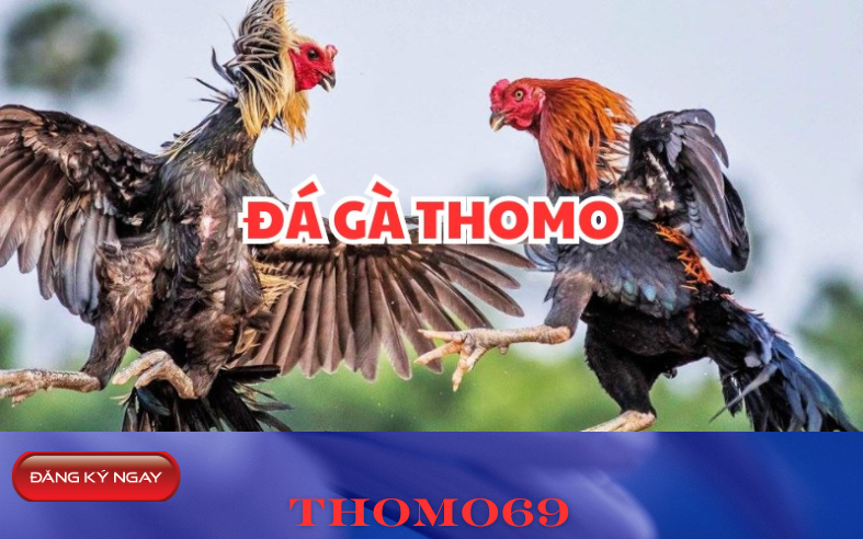 đăng ký tài khoản đá gà thomo tại nhà cái thomo69