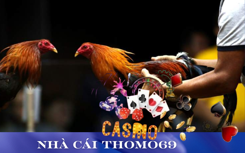 nhà cái đá gà casono bóng đá thomo69